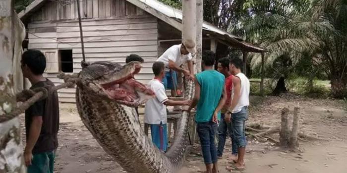 印尼男子徒手打死7米巨蟒 村民开心享用蛇肉大