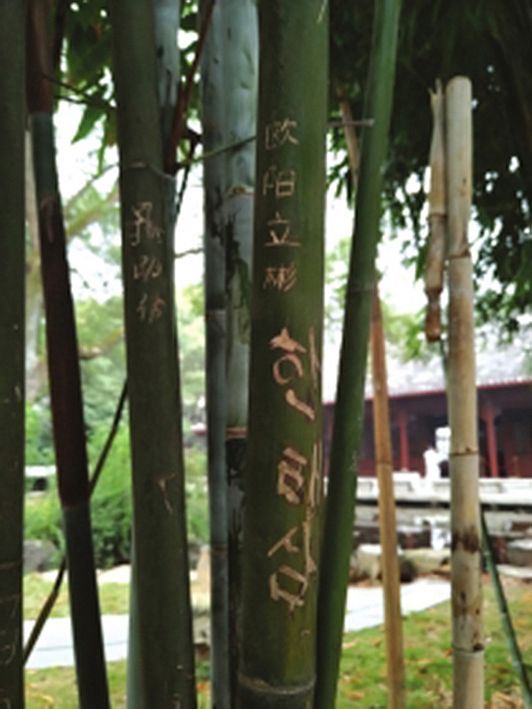 岳麓书院的竹林里很多竹子被刻了字，其中还有韩文。潇湘晨报网 图