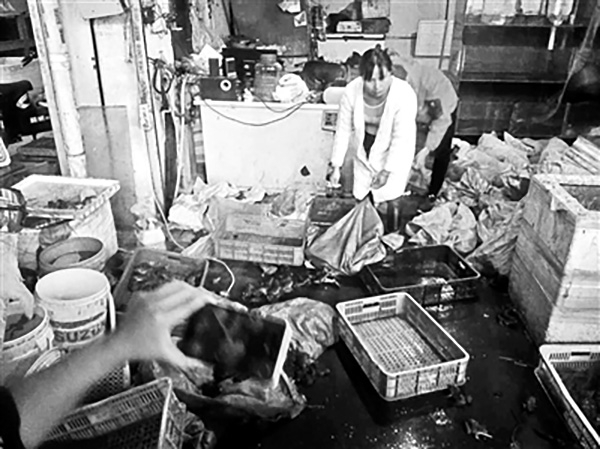 环保志愿者报警后，商贩开始“销毁”虎纹蛙。北京青年报 图