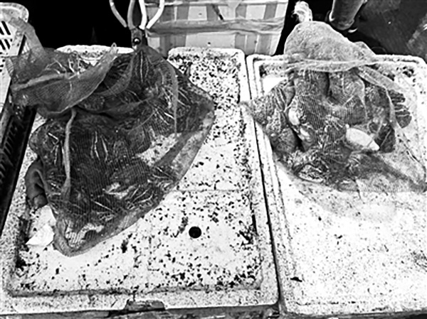 被商贩贩卖的虎纹蛙。北京青年报 图