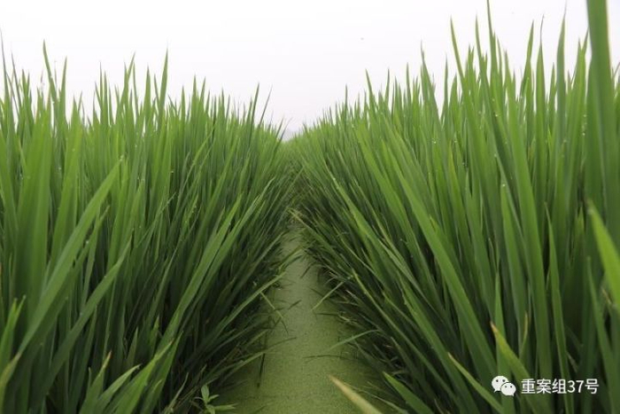 ▲河北硅谷农科院种植水稻的”旱栽苗“。&nbsp;河北硅谷农科院供图