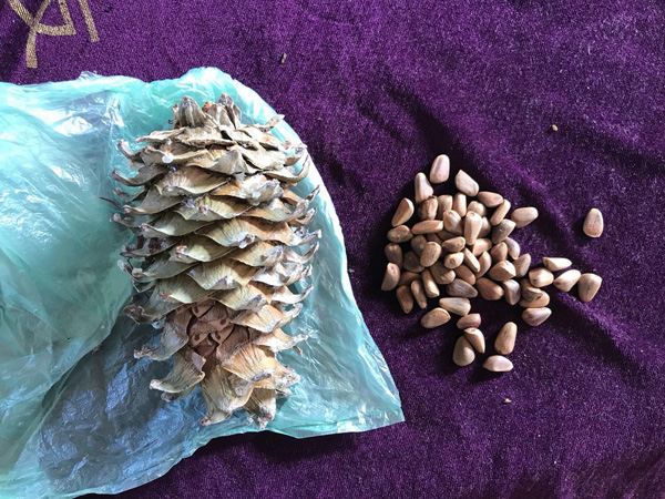 松塔与松子。澎湃新闻记者 沈文迪 图