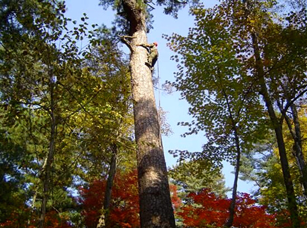 打塔人上树，天然红松树高达20-30米。王瑞君 图