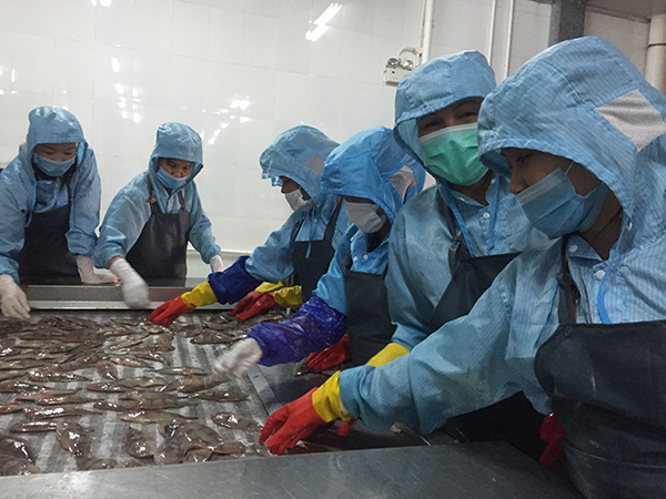 　　冯氏爱在保通公司打工2年，主要做海鲜清洗、包装等工作，每月工资2200-2800元，这比她在越南赚得多，她所在的村有20多人在保通公司打工。