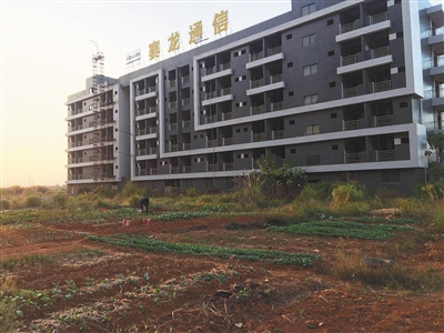 共青城赛龙手机产业园，一直并未竣工和投入使用，该空地被周边居民修整成菜地。