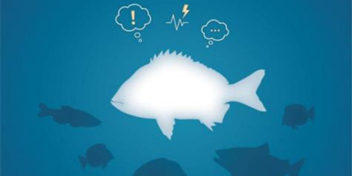 人类首次证实:鱼也有情绪变化