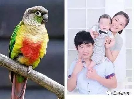 ▲深圳男子王鹏出售6只鹦鹉，一审被判5年。图片来源于网络。