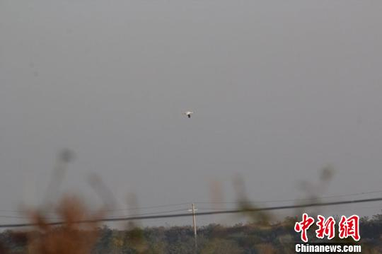 　　10月25日清晨，江西鄱阳湖国家级自然保护区管理局大汊湖站工作人员发现一只白鹤。 （资料图）　刘观华　摄
