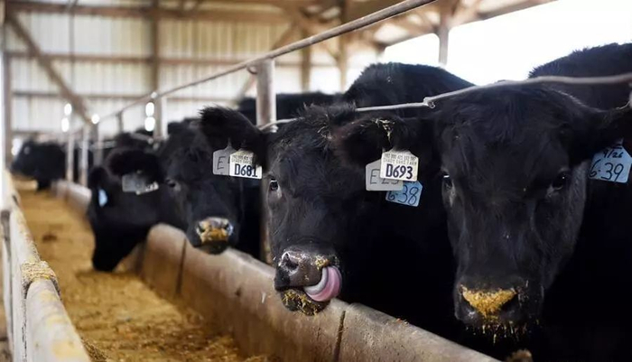 ▲一家美国农场内，牛正在进食。每一头牛的耳部都有“身份证”，上面标注着出生地、饲养情况等信息。