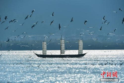 资料图：万只红嘴鸥飞抵昆明滇池。中新社记者 任东 摄