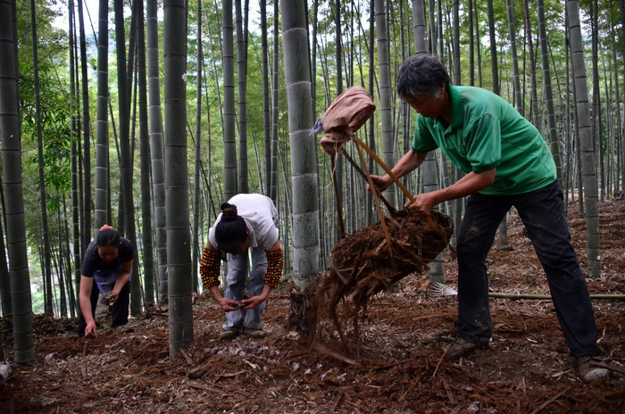 中国竹产业年总产值达到2109亿元，竹资源储量、产业发展和科研水平均居国际领先地位。图为四川省宜宾市长宁县金竹林业专业合作社社员在培植竹木苗。摄影/章轲