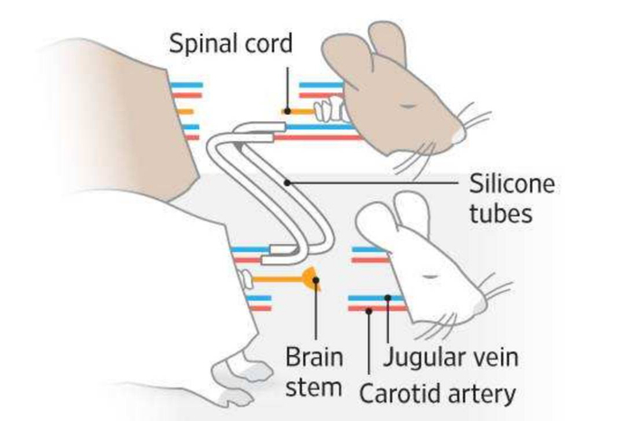 老鼠“换头术”示意图