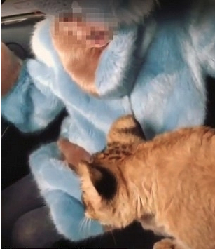 俄罗斯富豪车内的幼师。（图片来源：《星岛日报》）