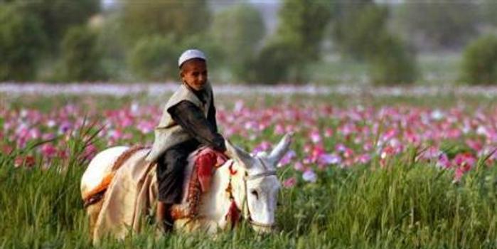 阿富汗罂粟种植面积创记录 美国禁毒政策沦为