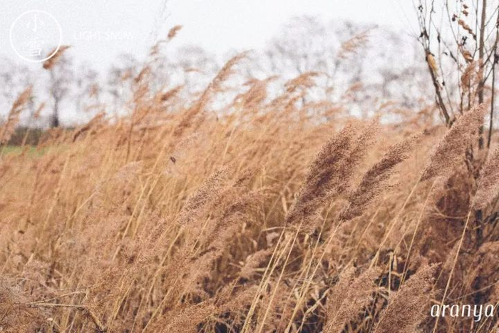 节气风物志 | 小雪荻花飘