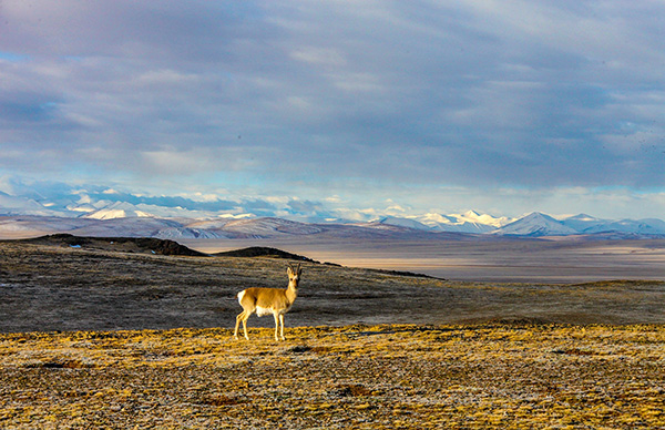 青海可可西里无人区宁静旷远的风景，藏野驴、藏黄羊等这片土地的主人们自由自在地觅食，四周一片安宁祥和。 东方IC 资料图