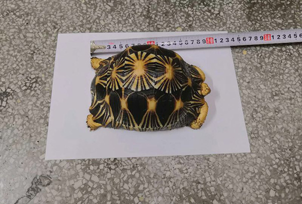 警方查获的辐射陆龟 江津区公安局 图