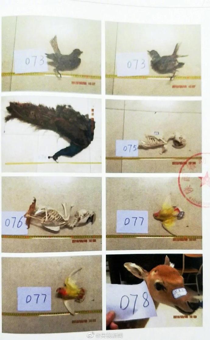 陕西安康贩卖野生动物制品主犯被判12年，查获死体353只