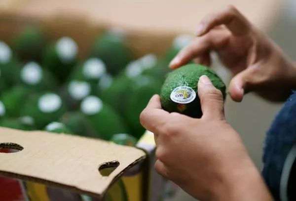 ▲墨西哥米却肯州乌鲁阿潘市的一家牛油果装箱工厂，一名工人为牛油果贴上“合格”标签。（新华社）