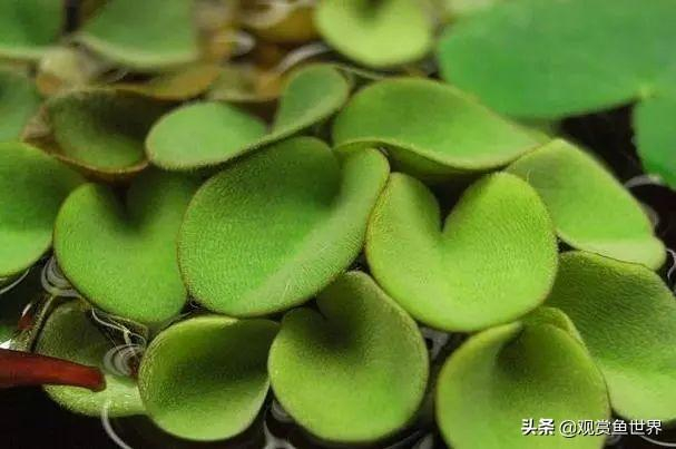 介绍几种观赏鱼缸里常用的浮萍,美观还能除藻|水田|别名|地区|热带|分布_新浪新闻