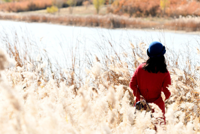黄河外滩，美丽的芦苇荡吸引游客驻足观赏。七道阳光　摄