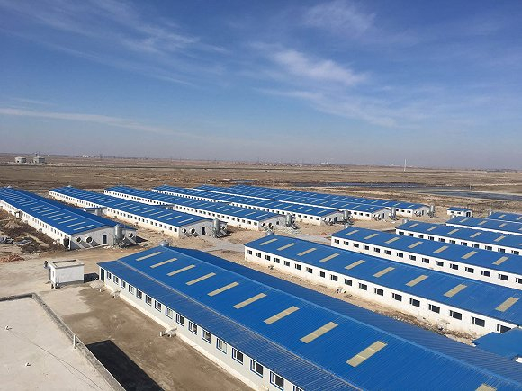 某养猪企业在东北的猪舍寒冷带来的更多问题