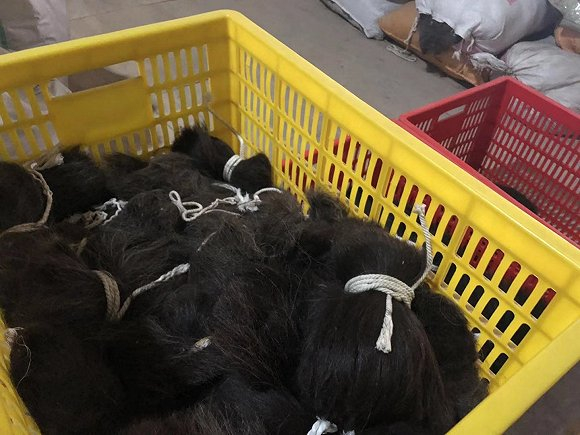从印度收来的人发原材料。图片拍摄：刘雨静