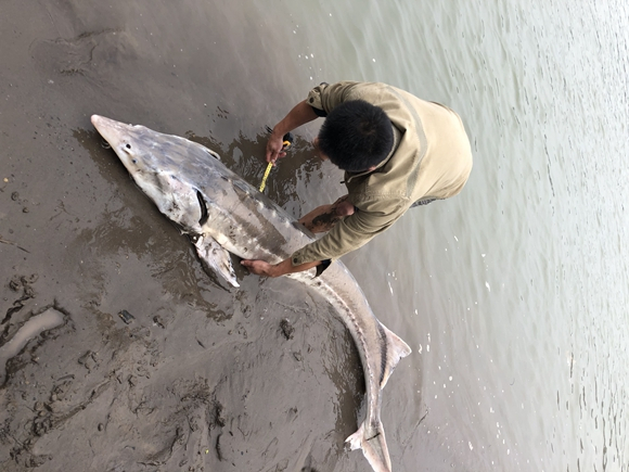 正在对达氏鳇测量。江津区渔政站供图 华龙网-新重庆客户端发