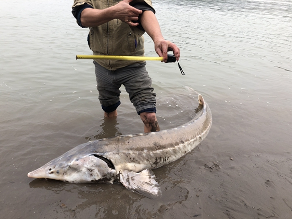 达氏鳇从江津区贾坝沱被钓起。江津区渔政站供图 华龙网-新重庆客户端发