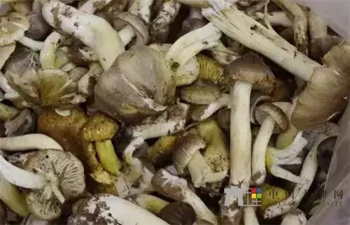 雨季和菌子的相遇，这35种野生菌你认识多少？