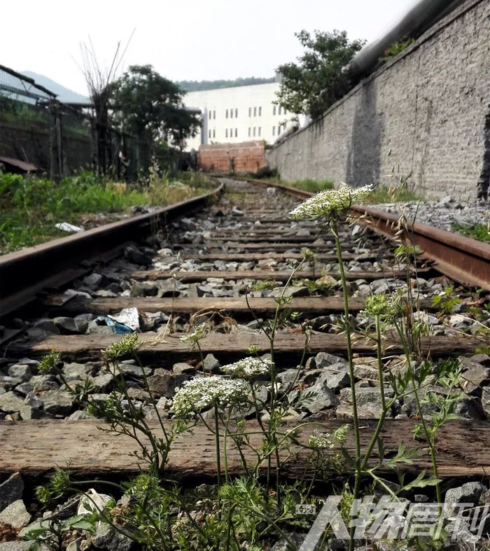 荒废已久的铁路专用线 &nbsp; 图 / 贺天行