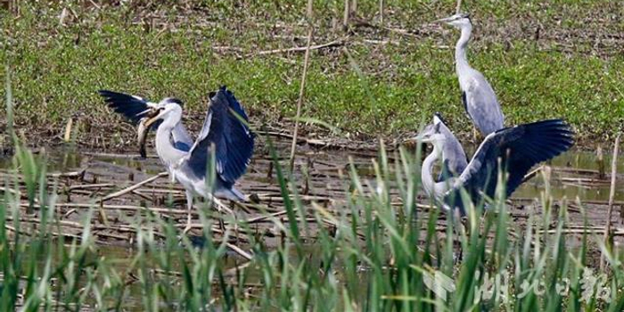 孝感朱湖湿地草鱼成灾水草骤减 有办法:放水