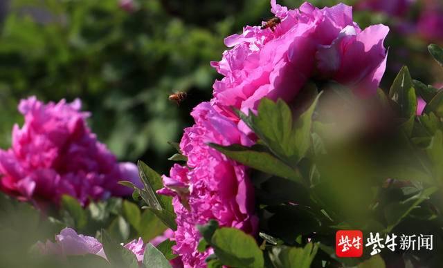 句容茅山10万株牡丹盛开 花香醉人迎客来