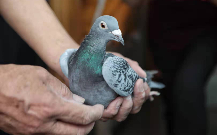 金茂的信鸽。摄影/新京报记者 王嘉宁