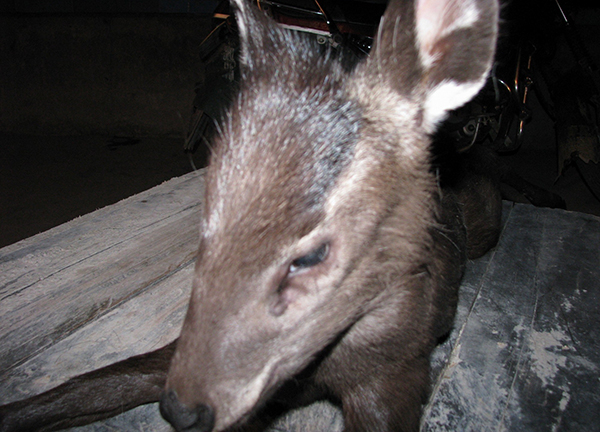 　　黑麂 东方IC 资料图