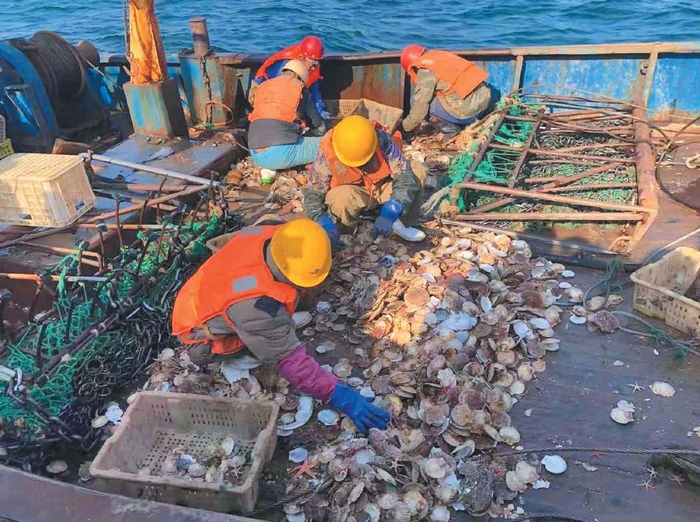 ▲11月16日，獐子岛公司职工正在船上现场分拣捞上来的扇贝。新京报记者 韩沁珂 摄