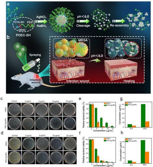     图1.具有pH响应的Ag纳米簇的高效抗菌。（合肥工业大学供图）