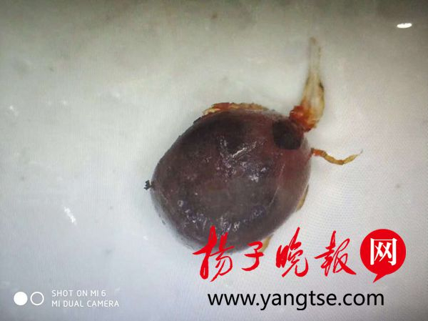  照片由冯雨苗提供