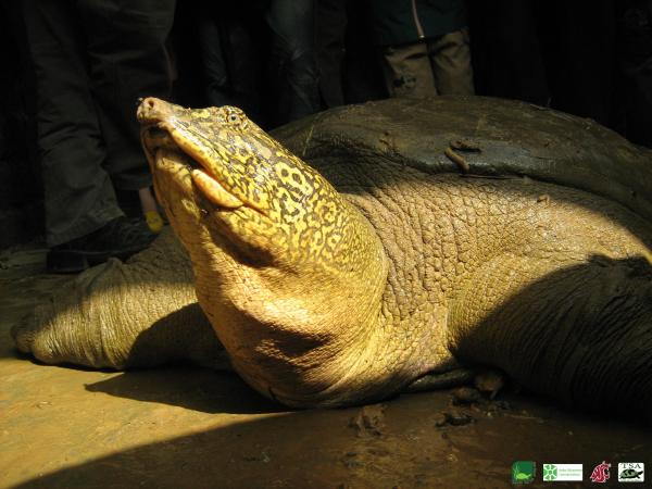 拍摄于2008年的越南东莫湖斑鳖是目前唯一一只在野外生活确认存活的个体。