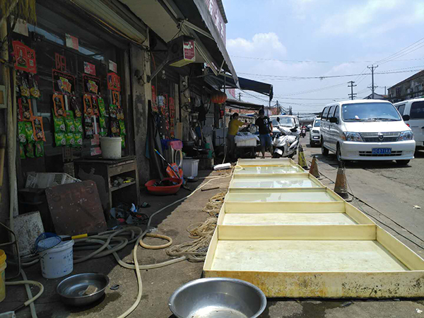  孟超店门口的鱼池，已经空了十多天。