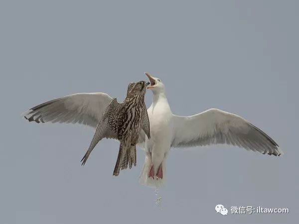 神俊最数海东青|海东青|褐色|白色