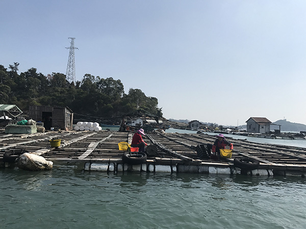  11月14日的肖厝村海湾内的渔排。