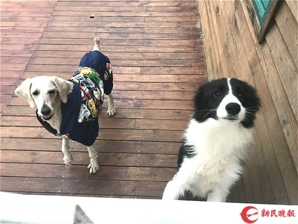 　图说：被救助的小狗。李一能 摄