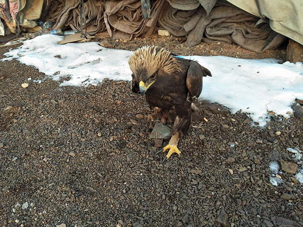 受伤的金雕 本文图均为 受访者 供图