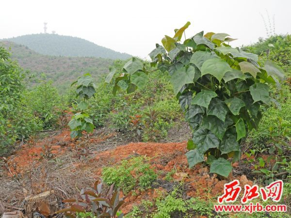 肇庆市桉树林分改造将在十年内完成 林业大户积极支持“退桉改种”
