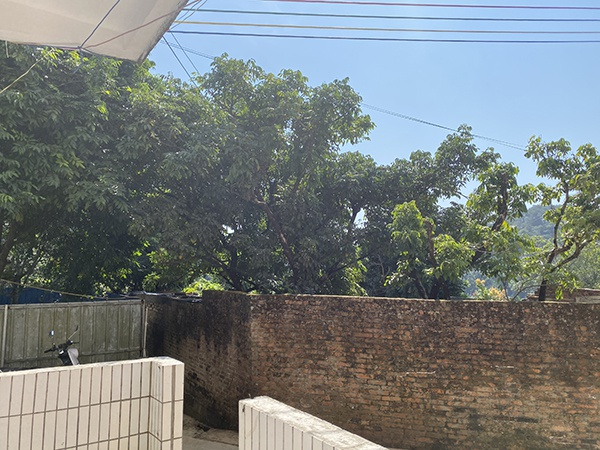 练鸿南家屋后的果园，多种植百香果和火龙果。澎湃新闻记者 李思文 摄