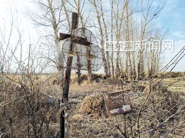 清理捕鸟笼136个 志愿者解救苏雀黄雀等150余只|志愿者|志愿者_手机新浪网