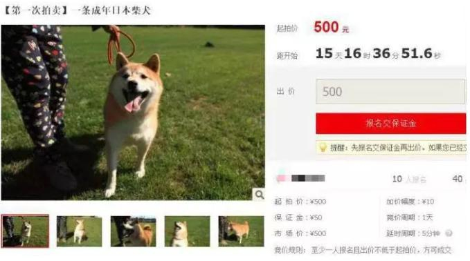 　▲被拍卖的柴犬“登登”，拍卖网站截图。