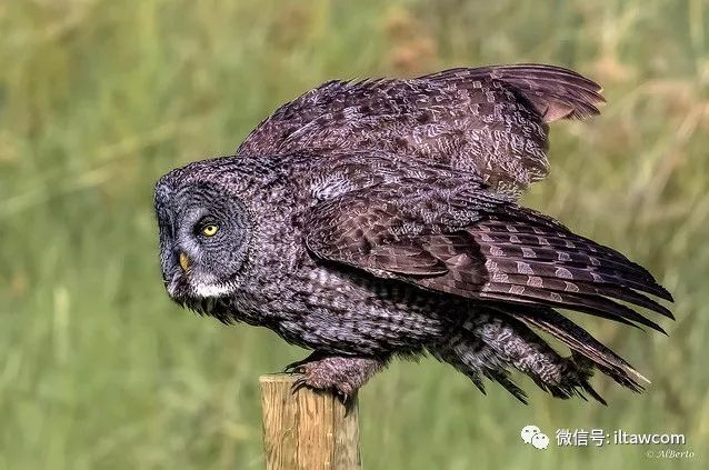 乌林鸮，猛禽中的第一大“圆脸”|猎物|白色|幼鸟|繁殖期|食物_新浪新闻