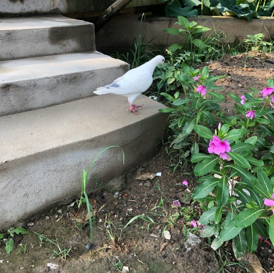 古德寺内悠闲踱步的鸽子。